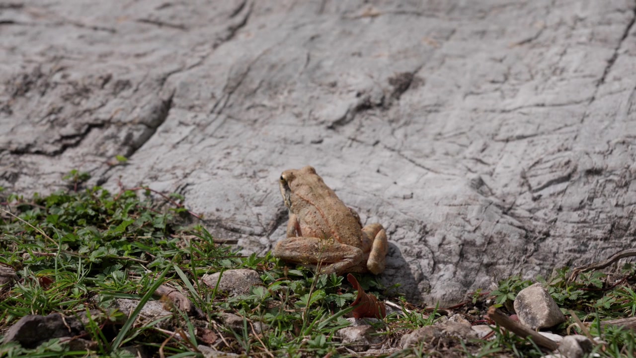 Rana crucifera (Pseudacris crucifer), piccola rana corale anfibio, in primo piano nel suo habitat naturale.