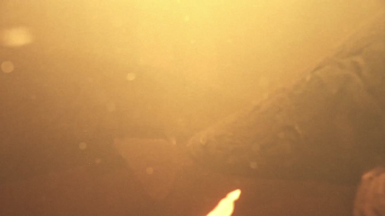 pirarucu 물고기 학명 arapaima gigas on the