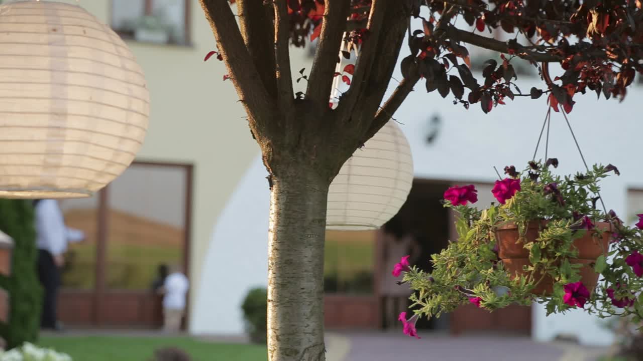 나무에 매달린 등불이 바람에 날린다