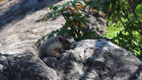 Adorable-baby-yellow-bellied-marmot-warms-himself-on-sunny-stone