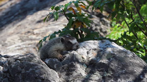 adorable bebé marmota de vientre amarillo se calienta en la piedra soleada