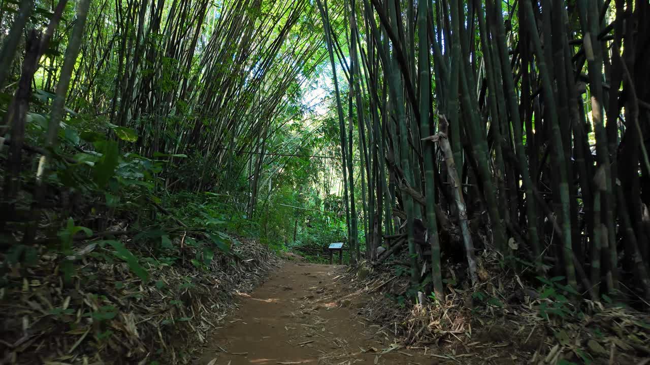 Sentiero escursionistico panoramico che attraversa un denso tunnel di foresta di bambù sul Khun Korn Nature Trail a Chiang Rai, nel nord della Thailandia. Rigogliosa vegetazione tropicale che forma un baldacchino naturale sulla giungla pacifica