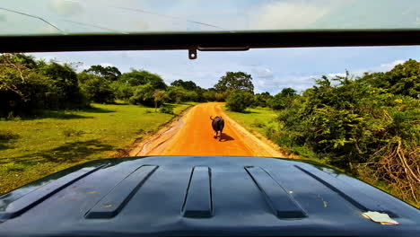 yala national park bison safari fauna wildlife sri lanka wild animals tropical forest