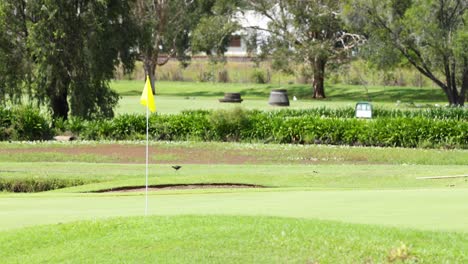 flag on golf course waving in the breeze