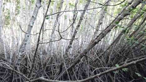 roots of mangrove forest in daylight clarity, dense tangle swamps of bali indonesia tropical weather, southeast asia