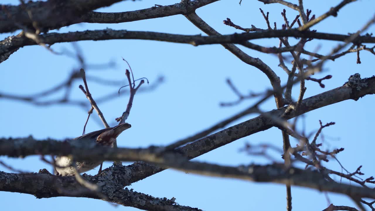 Nuthatch bird on a tree singing and looking for a food