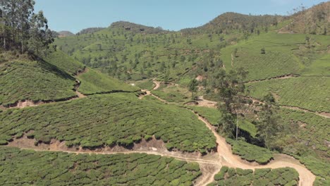 vasta y exuberante plantación de té verde que cubre las áridas montañas de munnar, india - toma aérea de revelación de inclinación lenta hacia abajo
