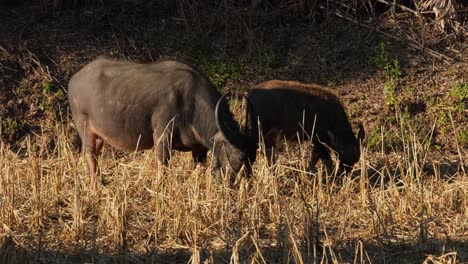 Mother-and-calf-grazing-in-the-rice-field,-Water-Buffalo,-Bubalus-bubalis,-Loei,-Thailand