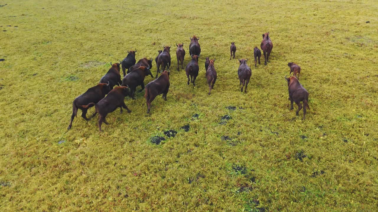 Brown Bison Herd in a Meadow
