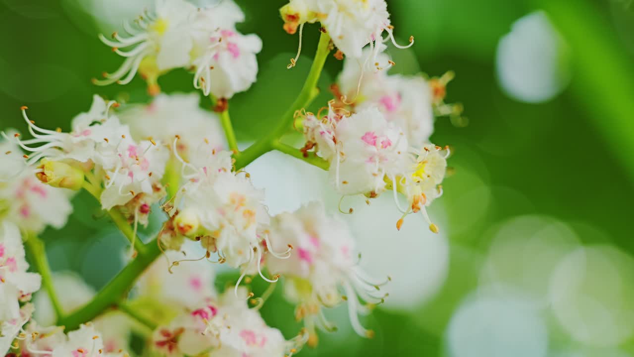 Delicate horse chestnut flowers bloom gently in springtime forest light, Latvia