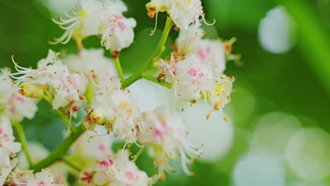 delicate horse chestnut flowers bloom gently in springtime forest light, latvia