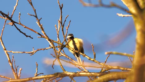 Pequeño-Pájaro-Tit-Azul-Euroasiático-Cantando-Al-Sol