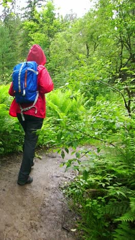person hiking in a forest during rainy weather