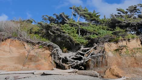 aerial view of a windswept coastal tree clinging to a sandy cliffside under a bright blue sky, showcasing rugged survival in nature