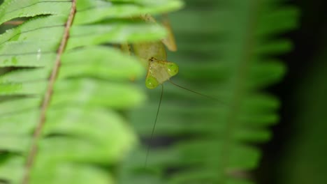 Mantis-Religiosa,-Rhombodera-Megaera,-Tailandia