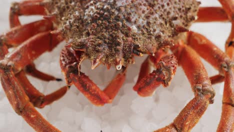 close-up of fresh crab