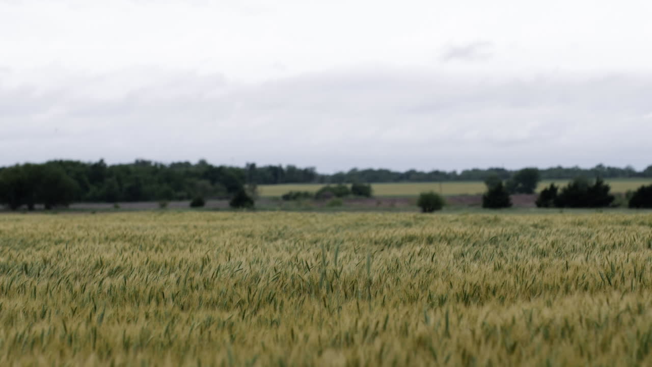 Landscape of a Kansas wheat field in the summer with distant trees and grey, overcast sky