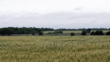 paisaje de un campo de trigo de kansas en el verano con árboles distantes y cielo gris y nublado