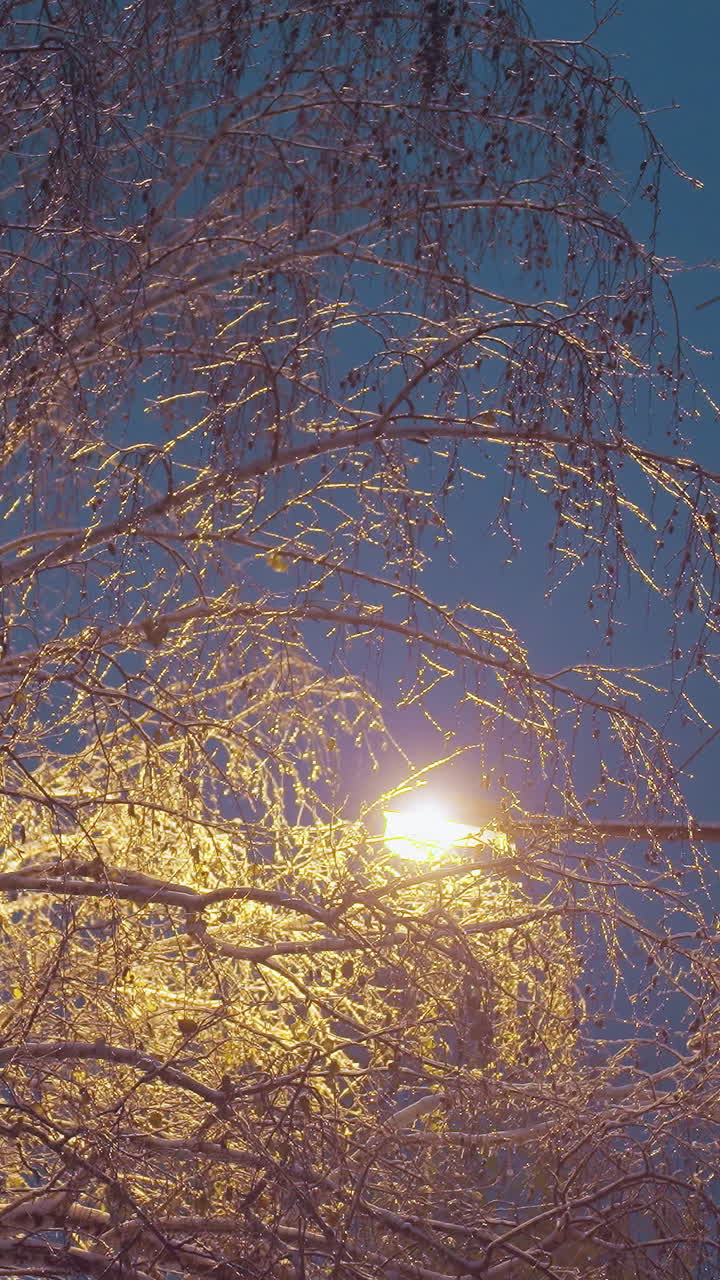 길거리 조명에서 황금빛으로 빛나는 겨울 나무의 얼어붙은 가지는 진한 파란색 저녁 하늘에 대해 마법의 효과를 만들어, 빛의 기둥과 은 전선으로