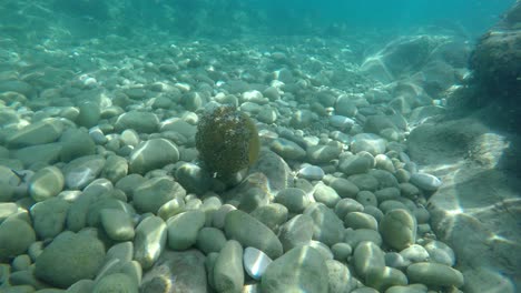 Cámara-De-Acción-Se-Acerca-A-Una-Medusa-De-Huevo-Frito-Boca-Abajo-En-El-Lecho-Marino