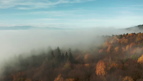 Hermoso-Bosque-Otoñal-Cubierto-De-Niebla