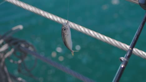 a close-up of a small fish caught on a fishing hook