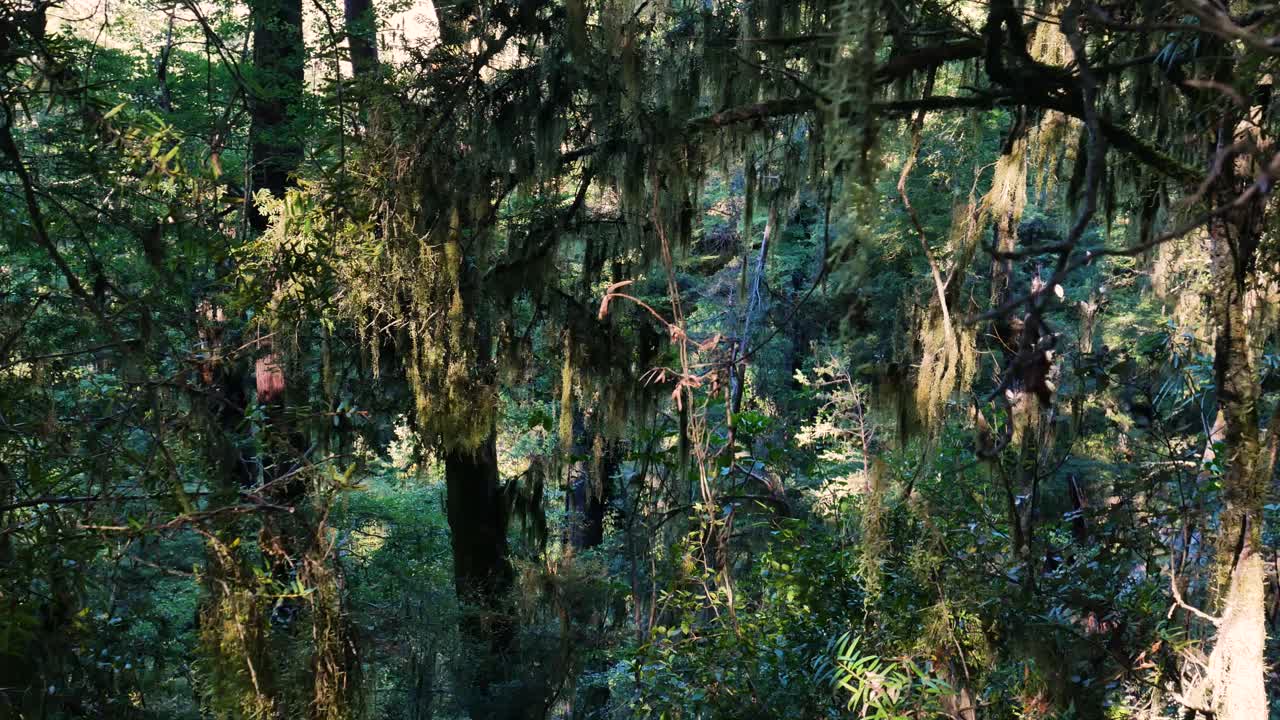 Close up of tropical jungle with leaves,vines and trees during sunlight