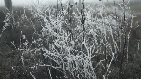 Hierba-Congelada-Y-Cubierta-De-Escarcha-En-Una-Fría-Mañana-De-Invierno-En-Cámara-Lenta-Cinematográfica