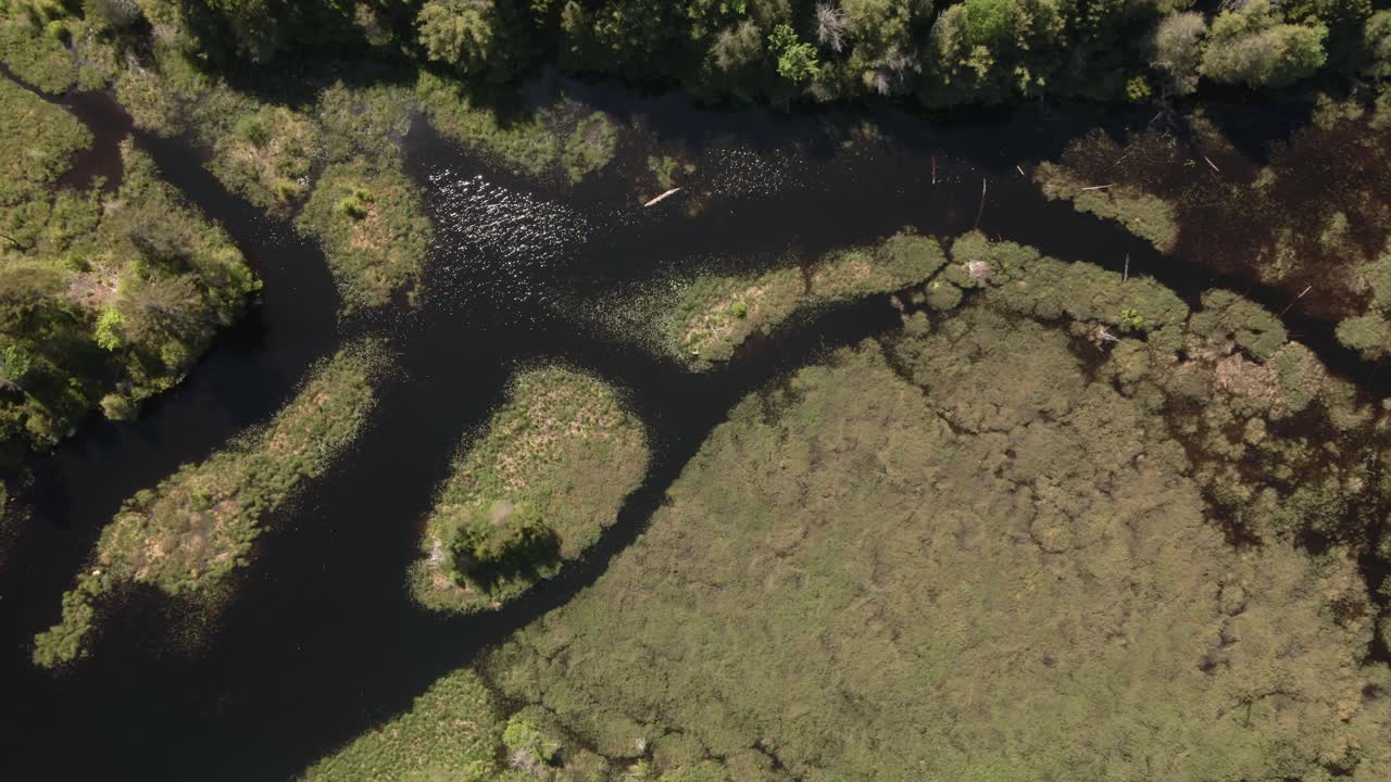 여름 날씨 아래 호수에 떠 있는 식물의 조감도