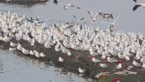 Gran-Grupo-De-Gaviotas-O-Islas-De-Pájaros-De-Gaviota-De-Pico-Delgado-En-Medio-Del-Lago-I-Especies-De-Gaviotas-Y-Pájaros-De-Gaviota-De-Pico-Delgado-En-El-Lago-Almacen-De-Video