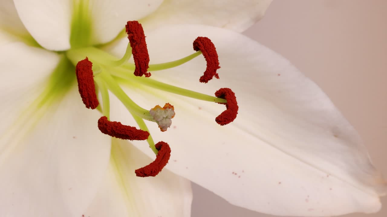 A brush transfers pollen from lily stamens, demonstrating manual pollination. Close-up view with soft lighting enhances botanical details
