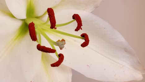 a brush transfers pollen from lily stamens, demonstrating manual pollination. close-up view with soft lighting enhances botanical details