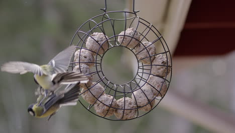 Great-tit-violently-ambushes-another-on-a-bird-feeder,-slow-motion-medium-shot