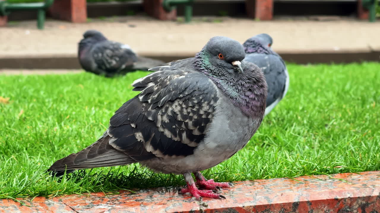 Pigeons resting on grass at city park. Pigeons gather on green grass in a city park, some resting while others search for food during the day