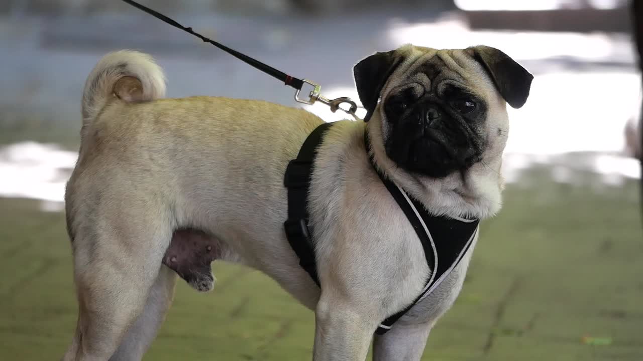 A pug dog wearing a harness and leash