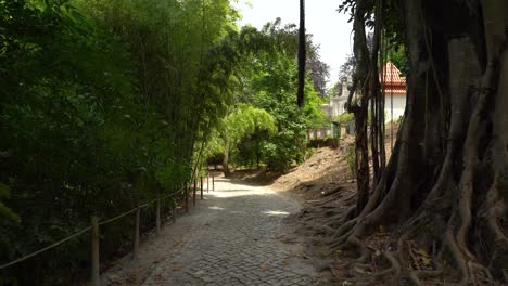 eucalyptus tree growing in one of many paths in botanical garden of the university of coimbra