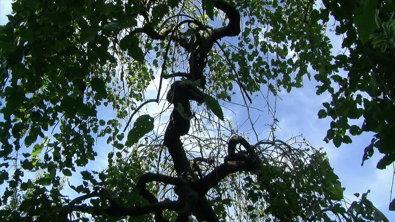 Low angle shot of mulberry tree