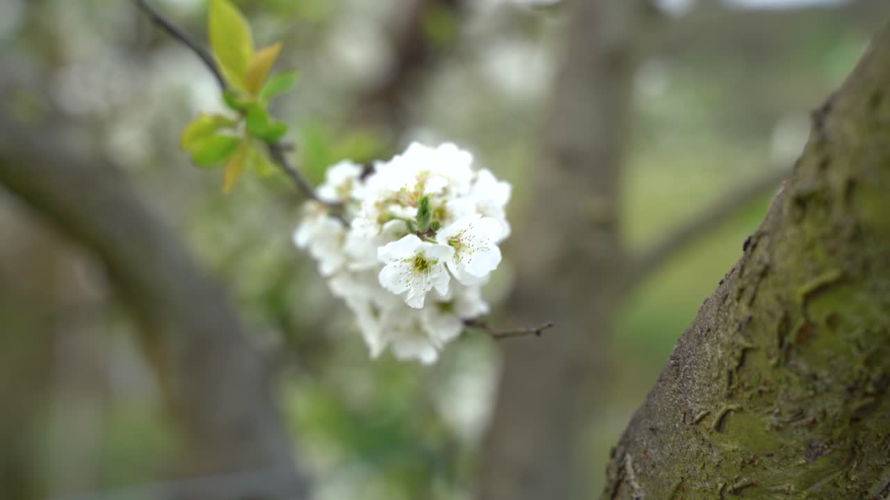 Tree with flowers on the Farm.