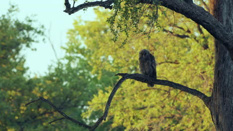 giant eagle owl sitting on tree branch at khwai, botswana. - wide shot