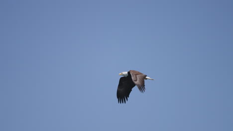 An-Eagle-flying-in-British-Columbia-Canada-over-the-ocean-looking-for-fish