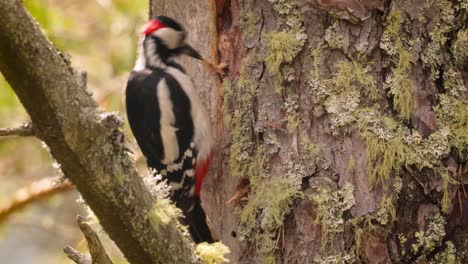 Great-spotted-woodpecker-bird-on-a-tree-looking-for-food.-Great-spotted-woodpecker-(Dendrocopos-major)-is-a-medium-sized-woodpecker-with-pied-black-and-white-plumage-and-a-red-patch-on-the-lower-belly