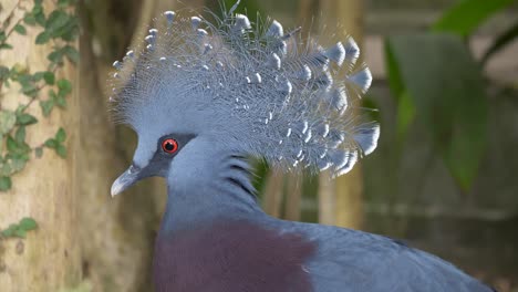 portrait shot of victoria crowned pigeon resting in wilderness,looking at camera - close up shot