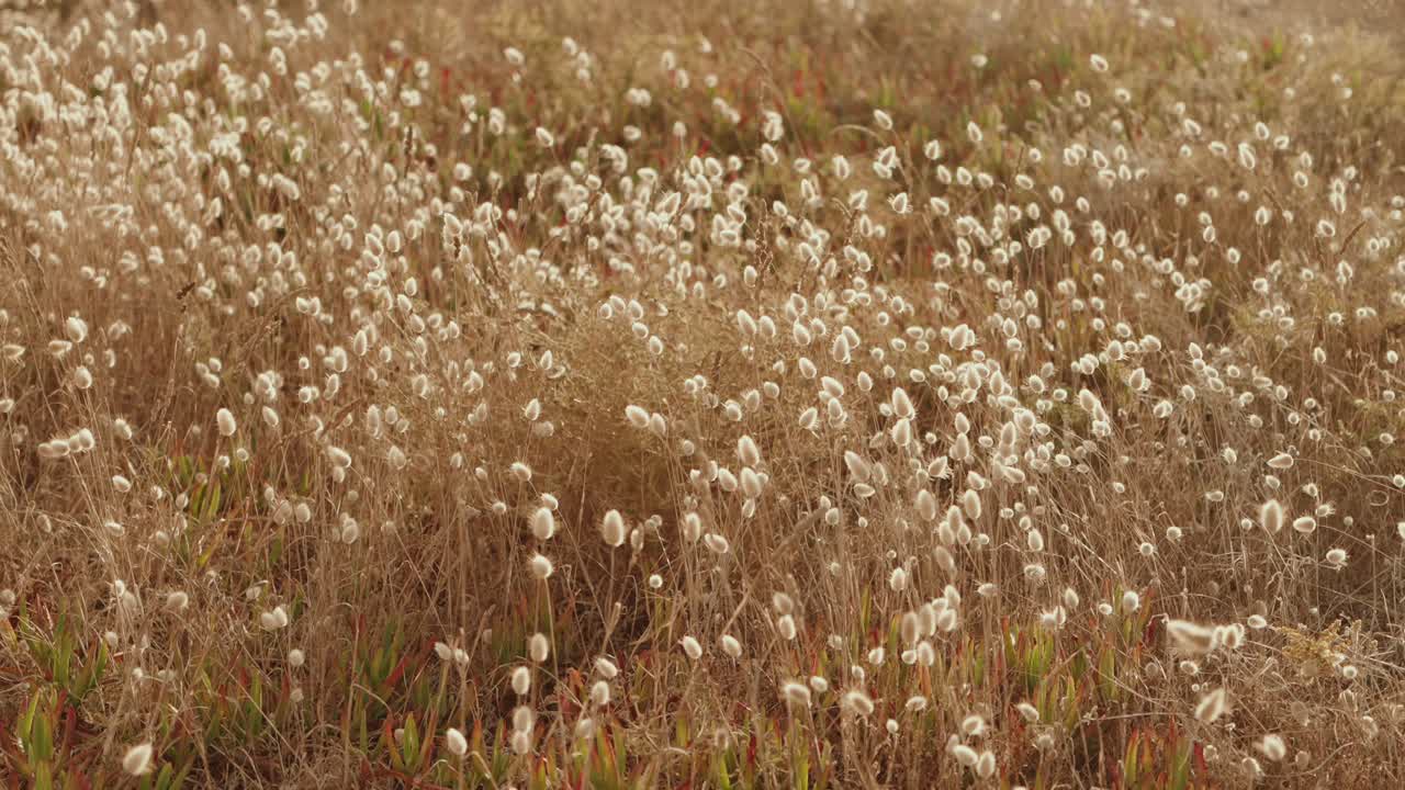 Closeup of wild grass flowers growing in dry golden meadow