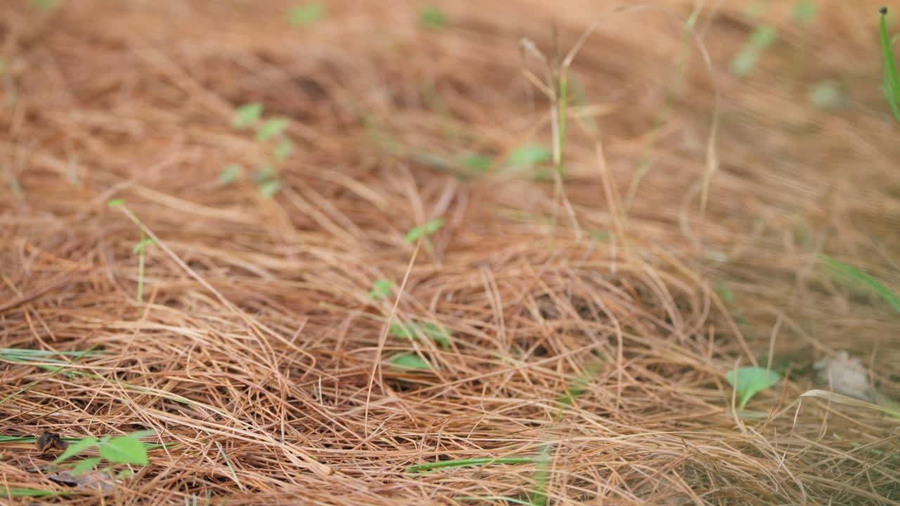 el polluelo de la urraca de alas azules despegue del suelo - movimiento lento de primer plano extremo