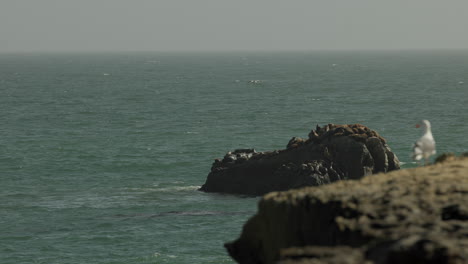 A-seagull-looks-out-of-the-ocean-at-Steamer-Lane-in-Santa-Cruz,-CA