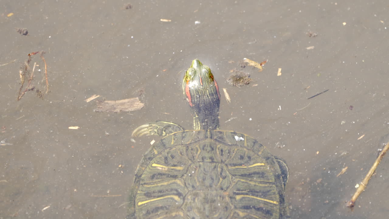 Brazilian Red-eared Slider Turtle Swimming With Its Head Above Water In Saitama, Japan - overhead shot