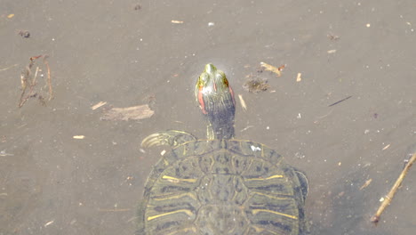 tortuga deslizante de orejas rojas brasileña nadando con la cabeza sobre el agua en saitama, japón - toma cenital