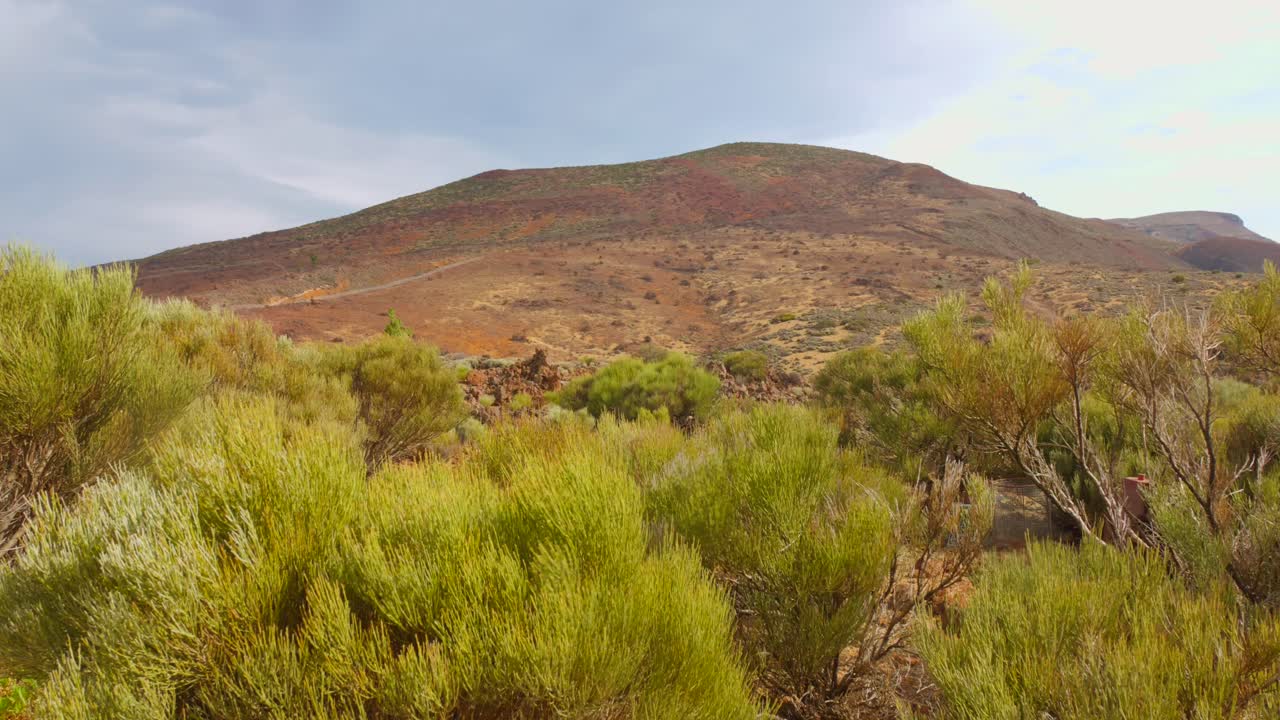 Explore the stunning scenery of Teide National Park in Tenerife. Lush green vegetation contrasts beautifully with the arid landscape and mountainous terrain under soft, diffused lighting.