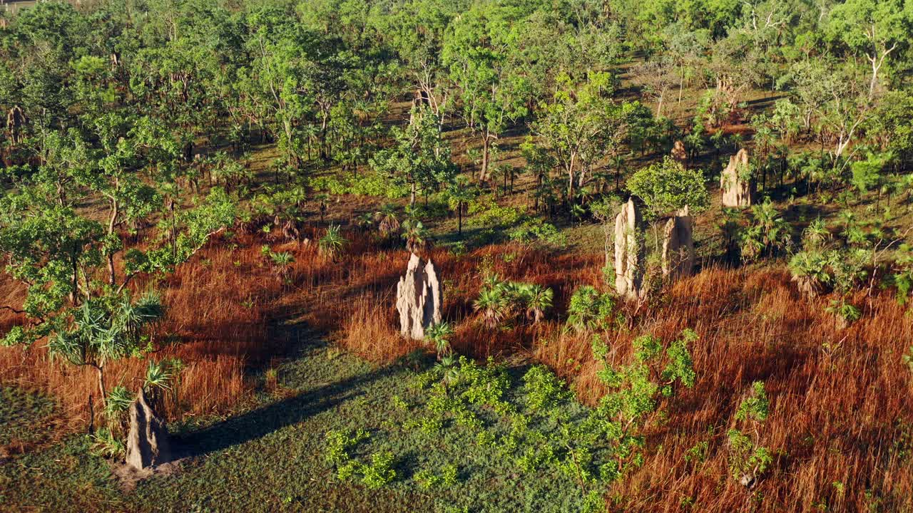 litchfield park montículos de montículos de termitas magnéticas en el territorio del norte de australia
