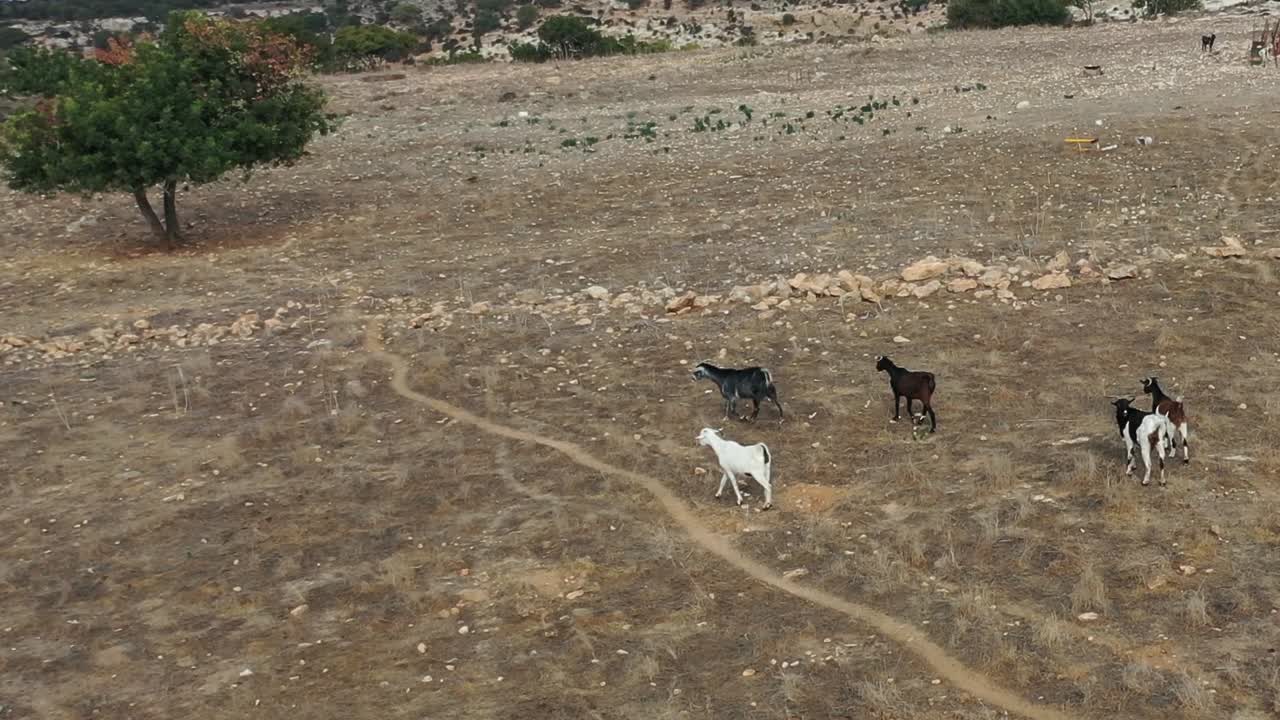 길들여진 자유로이 돌아다니는 염소 무리가 유럽의 땅을 가로질러 걸어갑니다.